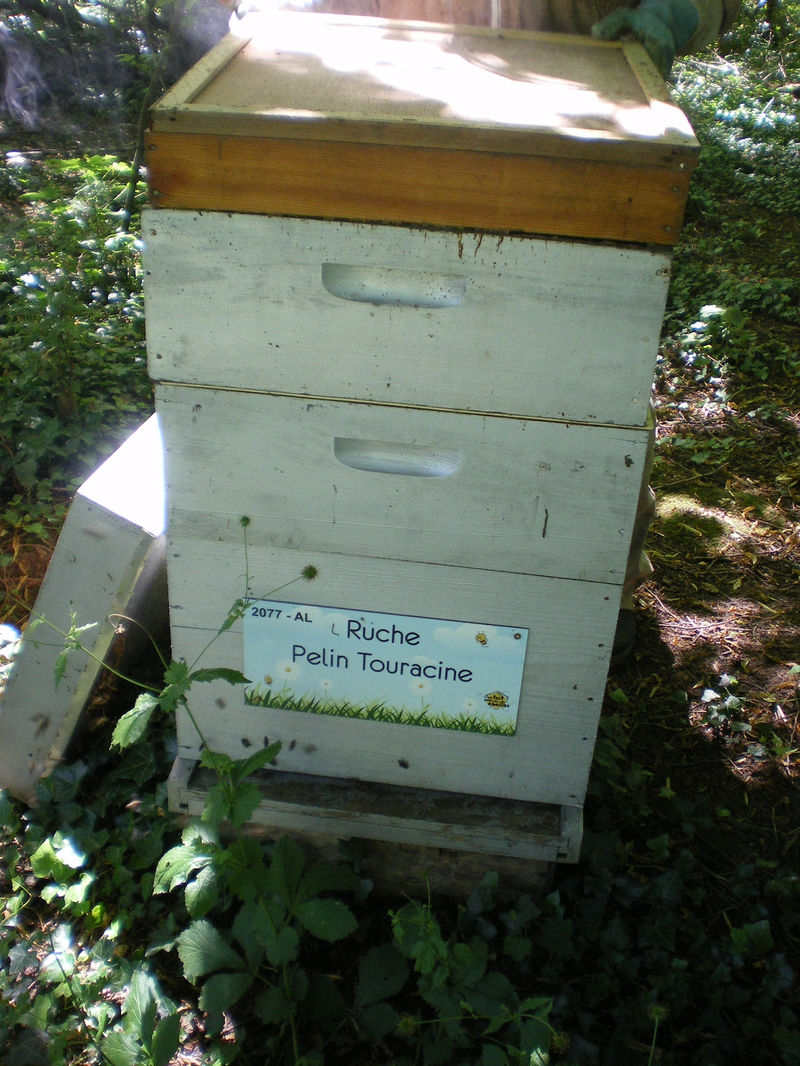 La ruche Pelin Touracine